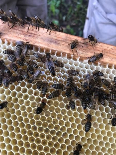 Более 900 исследований и лечебно-профилактических обработок пчелосемей провели в Подмосковье с начала года