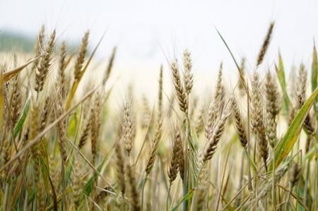 Сельхозпроизводители Карачаево-Черкесии обеспечены всем необходимым для проведения весеннего сева