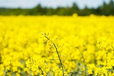 В Ивановской области собран рекордный урожай масличных культур