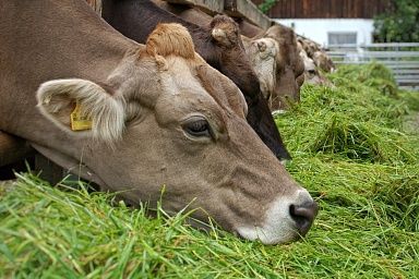 Сельские труженики Саратовской области приступили к косовице трав для заготовки кормов