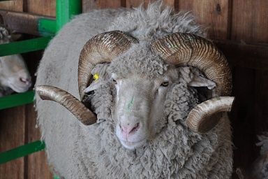 Сибирско-Дальневосточная выставка племенных овец и коз пройдет в Чите