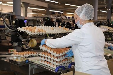 В Новосибирской области производство куриного яйца увеличилось на 27%