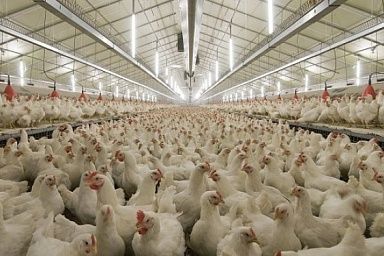 Подмосковье занимает первое место в России по экспорту мяса птицы