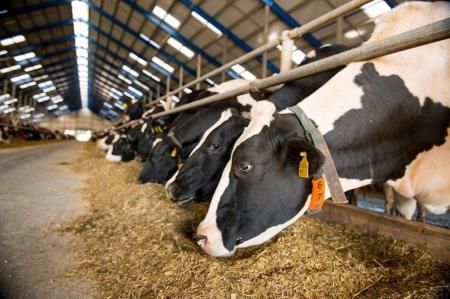 Производство молока в Нижегородской области увеличено почти на 10 тысяч тонн в 2021 году