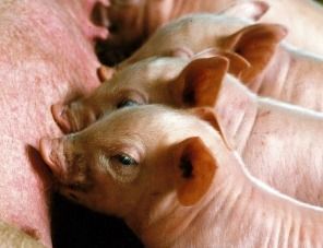К началу лета поголовье свиней на фермах США сократилось на 1% год к году