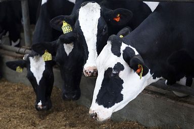 В Подмосковье построят комплекс молочного животноводства на 1,2 млрд рублей инвестиций