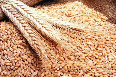 В Нижегородской области с начало уборочной кампании собрано более 1,5 млн тонн зерна
