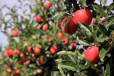 В этом году в Севастополе планируется собрать 475 тонн яблок