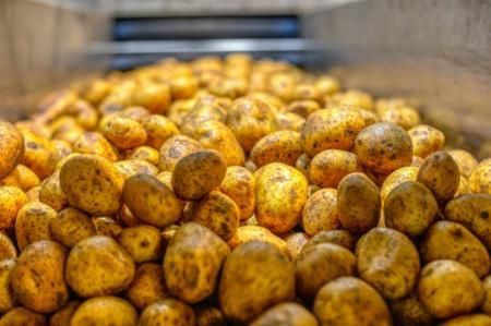 В Подмосковье в 2021 году собрано на 73,3 тыс. тонн картофеля больше, чем в прошлом году