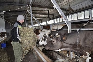 Шесть семейных ферм и четыре кооператива получат гранты в Липецкой области