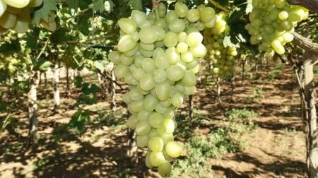 Минсельхоз Крыма проводит приём документов на получение субсидий в отрасли виноградарства и виноделия