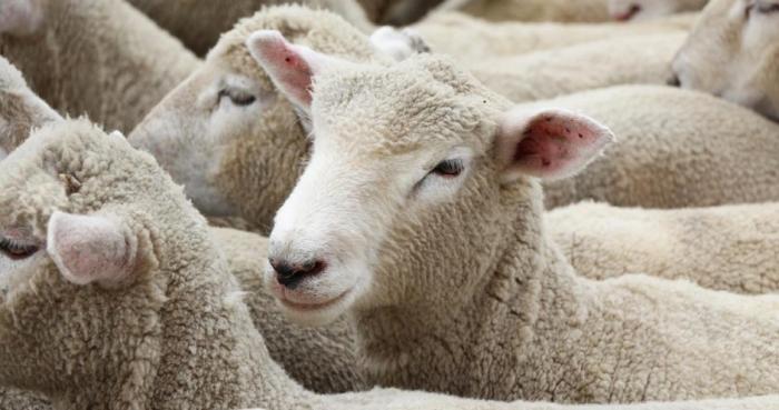Австралия запретила поставки овец в страны Ближнего Востока