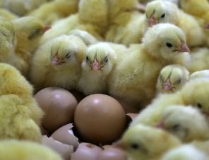 Птицефабрики отказываются от импорта инкубационных яиц в пользу цыплят