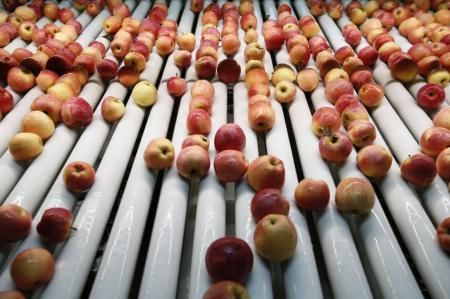 В Краснодарском крае собрали 430 тыс. тонн фруктов и ягод