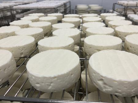 Порядка 1 тыс. тонн сыра в год планируют производить на новой сыроварне в Чеховском городском округе Подмосковья