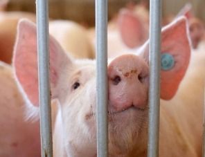 Фермерам Вологодской области рекомендуют отказаться от свиноводства