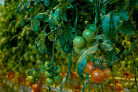 Время сбора томатов на тепличном комплексе в Ленинградской области сократилось почти на тысячу минут