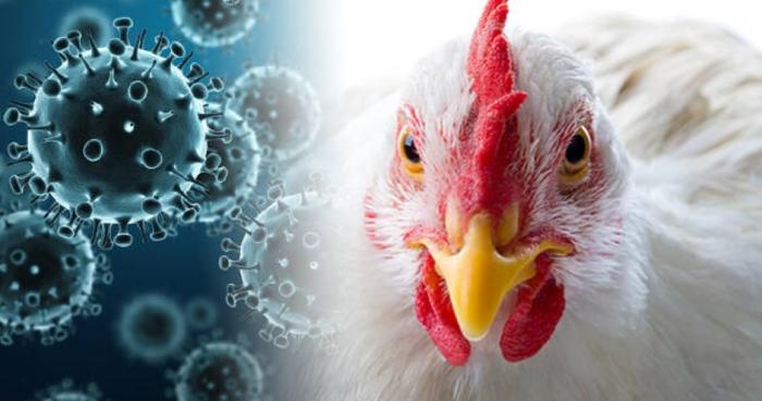 Очаг птичьего гриппа зарегистрирован на севере Курской области