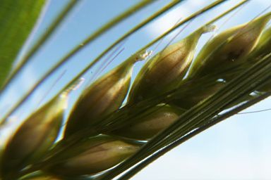 Нижегородская область получит 128,6 млн рублей на поддержку производителей зерновых культур
