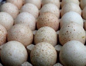 Репродуктор «Дамате» покроет 20% потребности рынка в яйце индейки