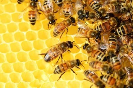 В Тамбовской области проходит работа по совершенствованию взаимодействия пчеловодов и аграриев