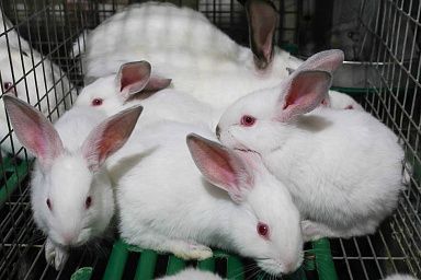 Липецкая область входит в число регионов-лидеров по производству продукции кролиководства