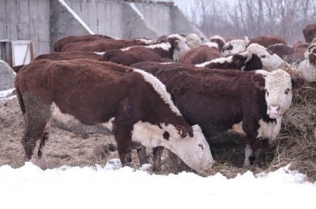 На Сахалине развивается мясное животноводство