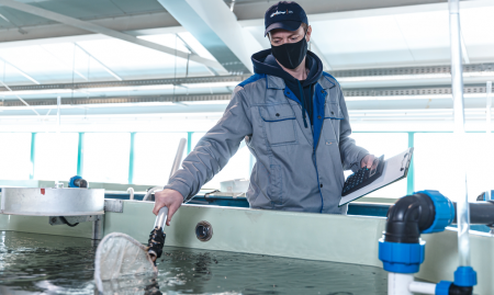 «Собский рыбоводный завод» Ямала приступил к оценке производственных качеств своих стад сиговых