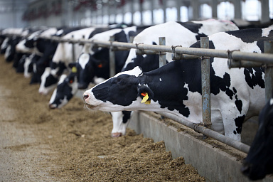 Объём реализации молока в сельхозорганизациях вырос на 3,2%