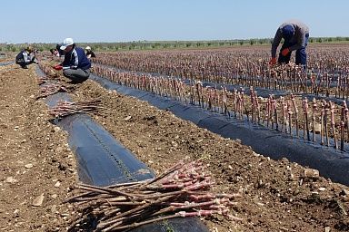 Минсельхоз Крыма просубсидировал в этом году закладку более 3,5 млн отечественных саженцев винограда