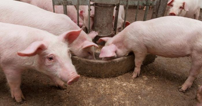 Национальный союз свиноводов комментирует ситуацию по АЧС