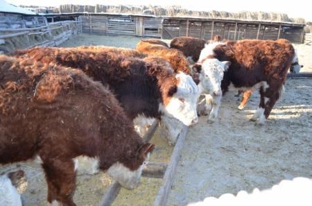 Более 40 племенных коров и быков завезли в Забайкалье из других регионов