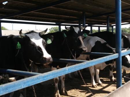 На поддержку молочного животноводства Тамбовской области из федерального бюджета выделено почти 56 млн рублей
