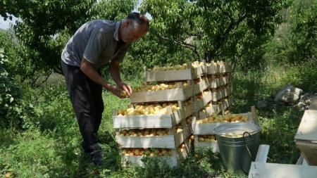 Абдулмуслим Абдулмуслимов и Баттал Батталов осмотрели абрикосовое хозяйство в одном из районов Дагестана