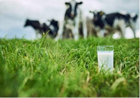 Сахалинская область – в лидерах по молочной продуктивности коров в ДФО