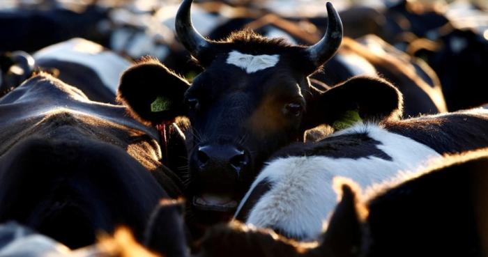 В двух районах Калмыкии введен карантин по пастереллезу и лейкозу скота