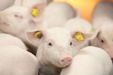 В Брянской области введен в эксплуатацию новый свинокомплекс
