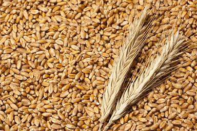 Правительство РФ утвердило перечень видов семян сельхозрастений, по которым могут быть установлены ограничения на ввоз