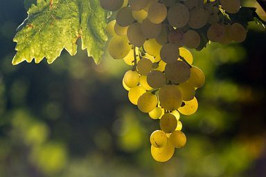 В Кабардино-Балкарии в 2022 году заложено 26 га виноградников по суперинтенсивной технологии
