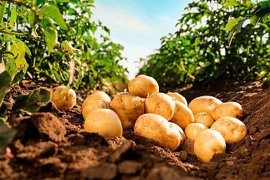 В Калининградской области запускается семеноводческий центр по производству посадочного материала картофеля