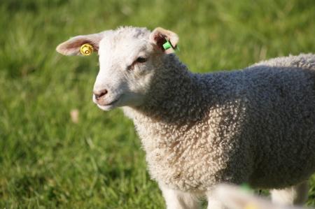 В овцеводческих хозяйствах Дагестана проходит окотная кампания
