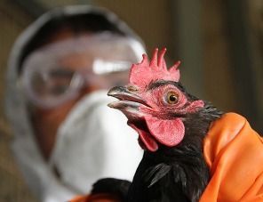Птичий грипп повысил неопределенность на рынке продукции птицеводства