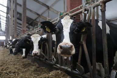 Вологодская область ставит новые рекорды по производству молока-сырья