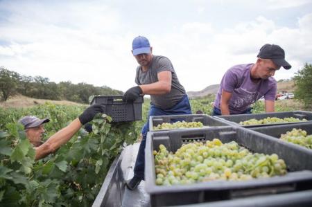 В Республике Крым убрано более 45% площади виноградников