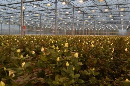 За пять месяцев в Мордовии вырастили 2,5 млн роз
