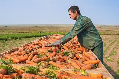 В Ивановской области увеличилось производство овощей