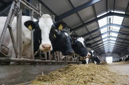 В Удмуртии в 2021 году производство молока выросло на 6%