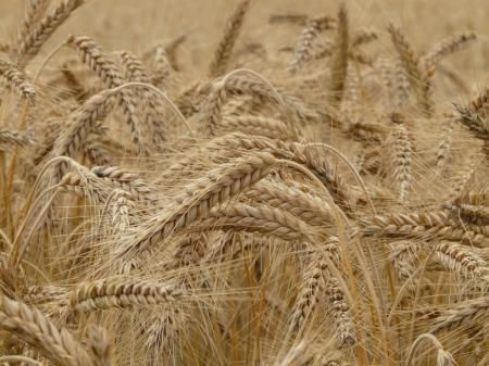 Тамбовская область увеличила экспорт продукции зерновых культур