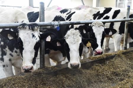 Рязанская область продолжает наращивать производство молока
