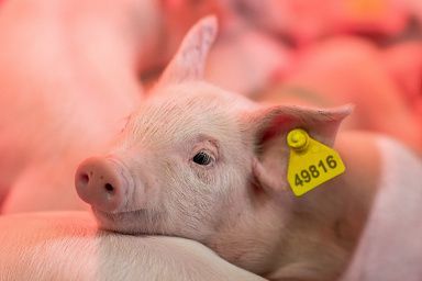 В Подмосковье экспорт свинины в Гонконг, Вьетнам и Монголию вырос более чем на 250%